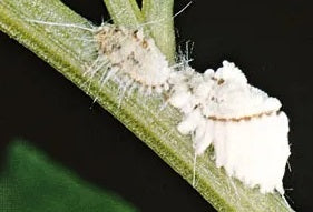 Aphids Succulent Pest Image