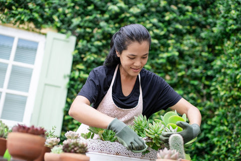 How To Trim A Succulent That's Too Tall