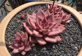 echeveria agavoides ebony