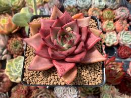 echeveria agavoides lipstick