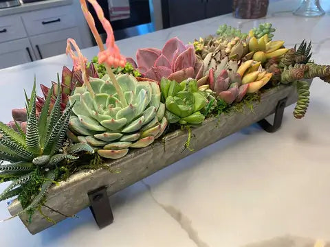 Image of Succulent Feng Shui