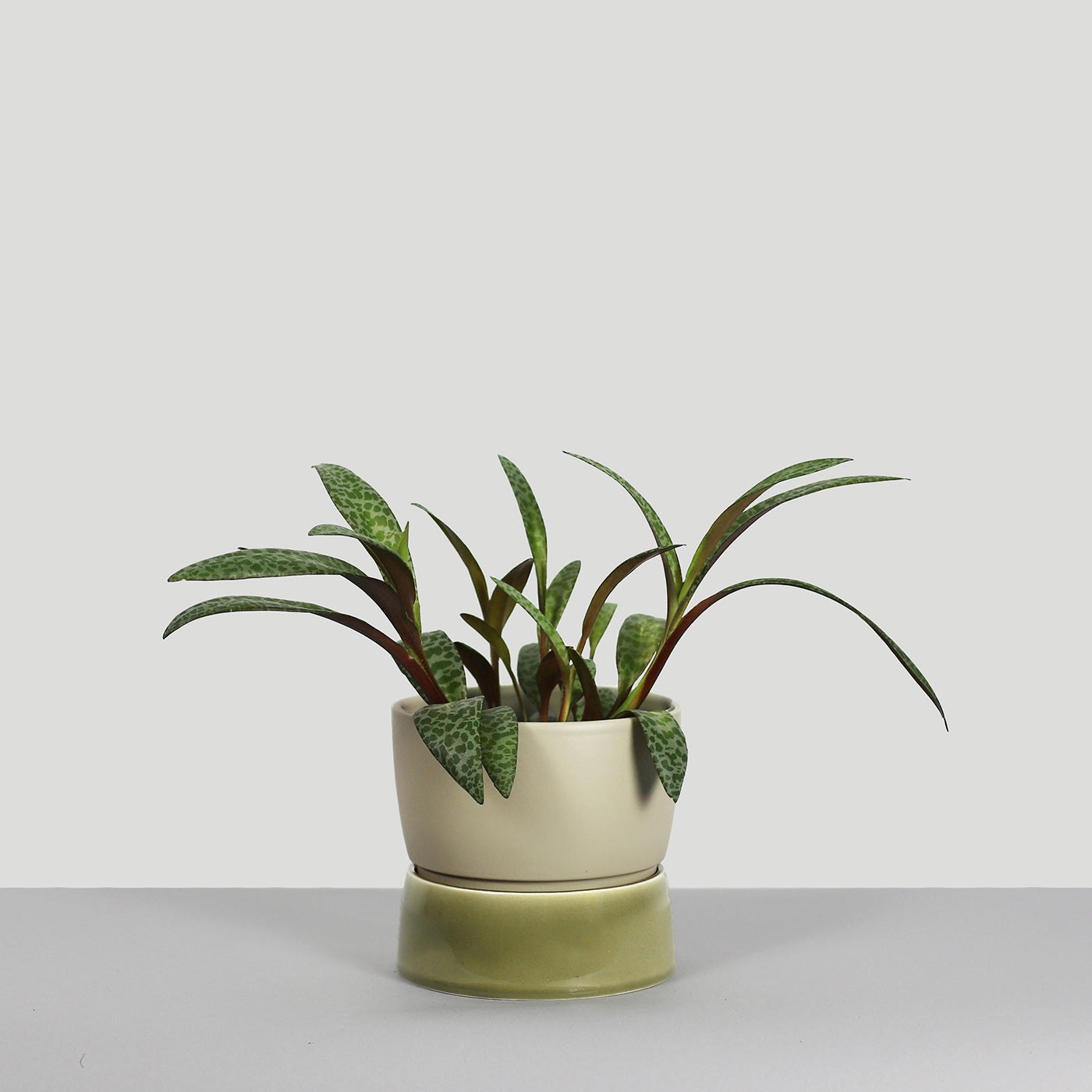 Two Tone Planter, Small - Artichoke green