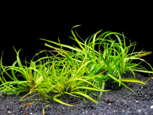 Juncus Repens AKA Creeping Rush - Chichi's Planted Dreams