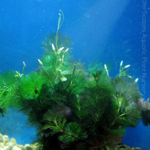 Cabomba - Chichi's Planted Dreams