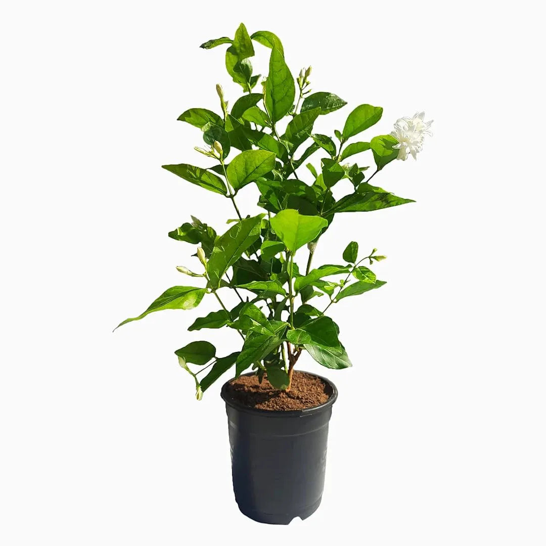 Arabian Jasmine dubai plant