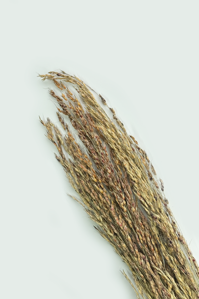 Delicha Grass