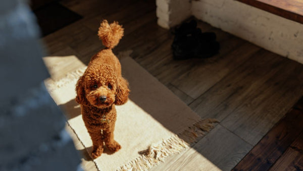 Pourquoi-un-chien-tourne-en-rond-avant-de-se-coucher