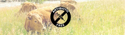 ANTIBIOTIC-FREE-Banner-280x.jpg__PID:c8c8fce4-f9f3-4664-81bf-8784c99830e9