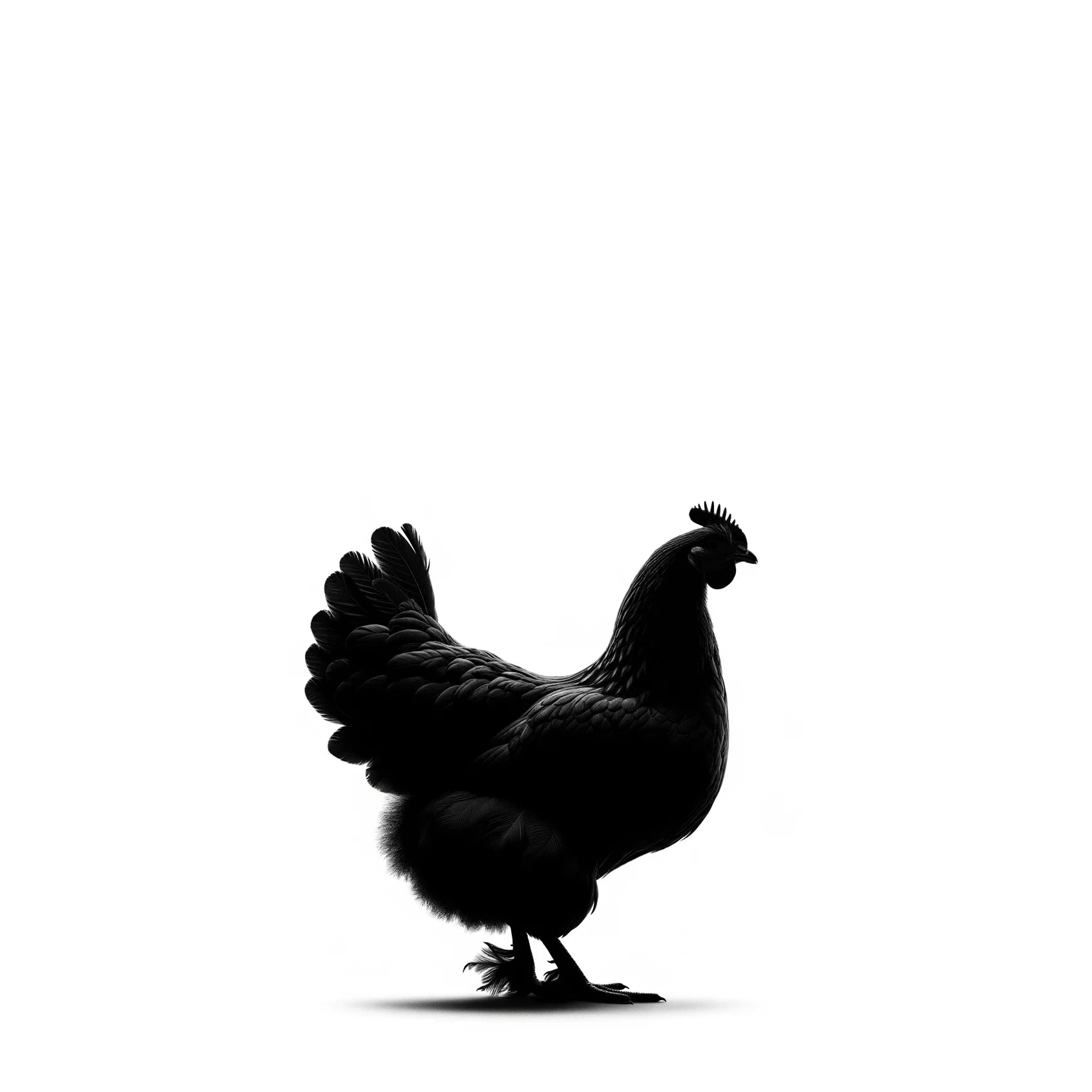 Silhouette of the side profile of a full Bresse Chicken.webp__PID:af443e69-f01b-478c-91fb-40c45f2fde81