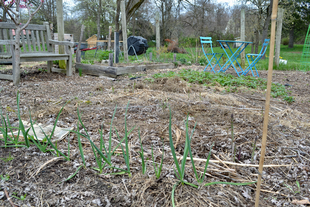 Garlic in the foreground, then asparagus and later strawberries. Eden Hill: An early spring view.