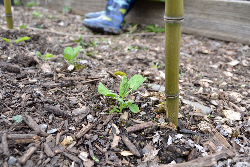 Sugar snap peas, planted on St. Patrick's Day, are slowly making themselves known.