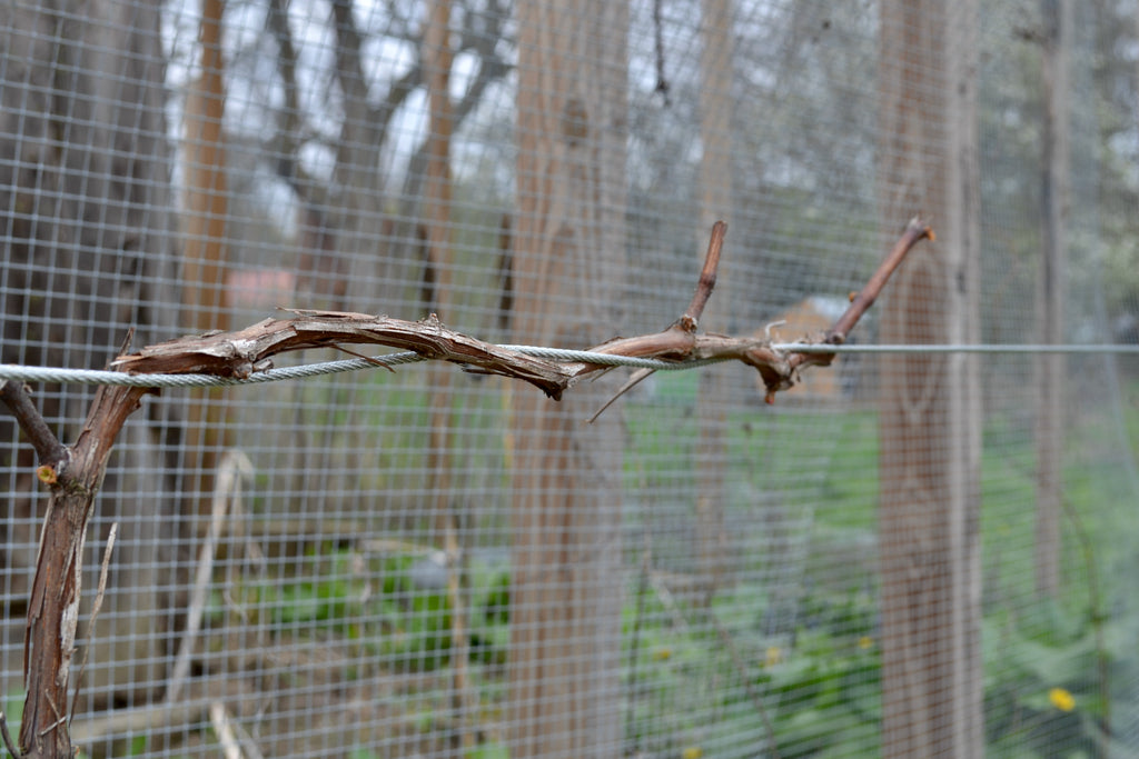 grape vines twist around a new cable, adjusting to a long-term home.