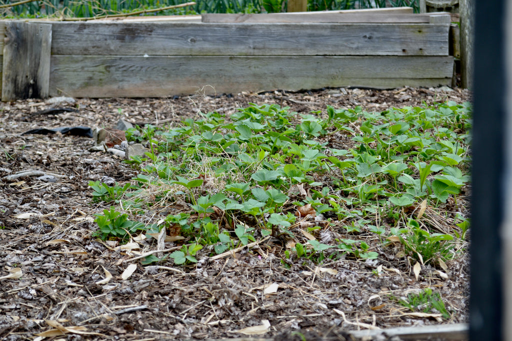 the Eden Hill strawberry patch in spring