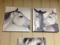 Canvas Horse Pictures