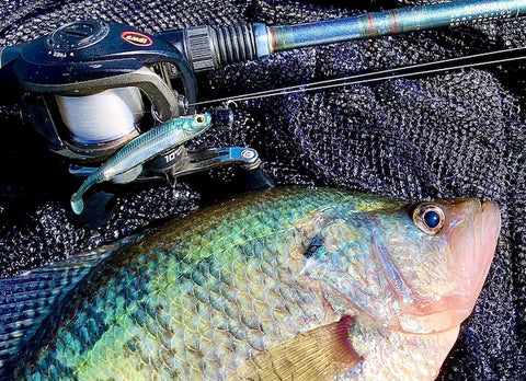 fall crappie transition