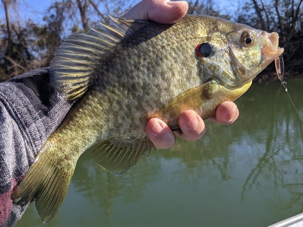 big shellcracker on Johnson Spoon