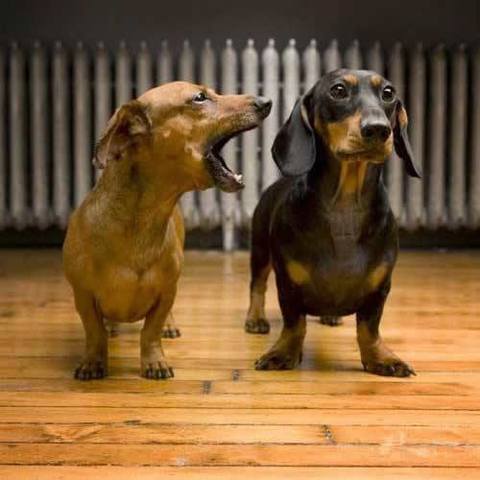 3 Best Tips To Stop Dachshund Barking 