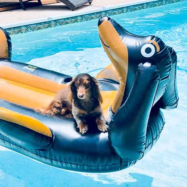 dog pool float