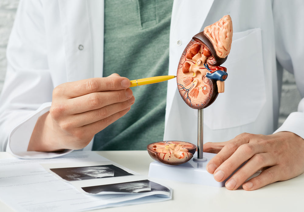 The Importance of Kidney Health