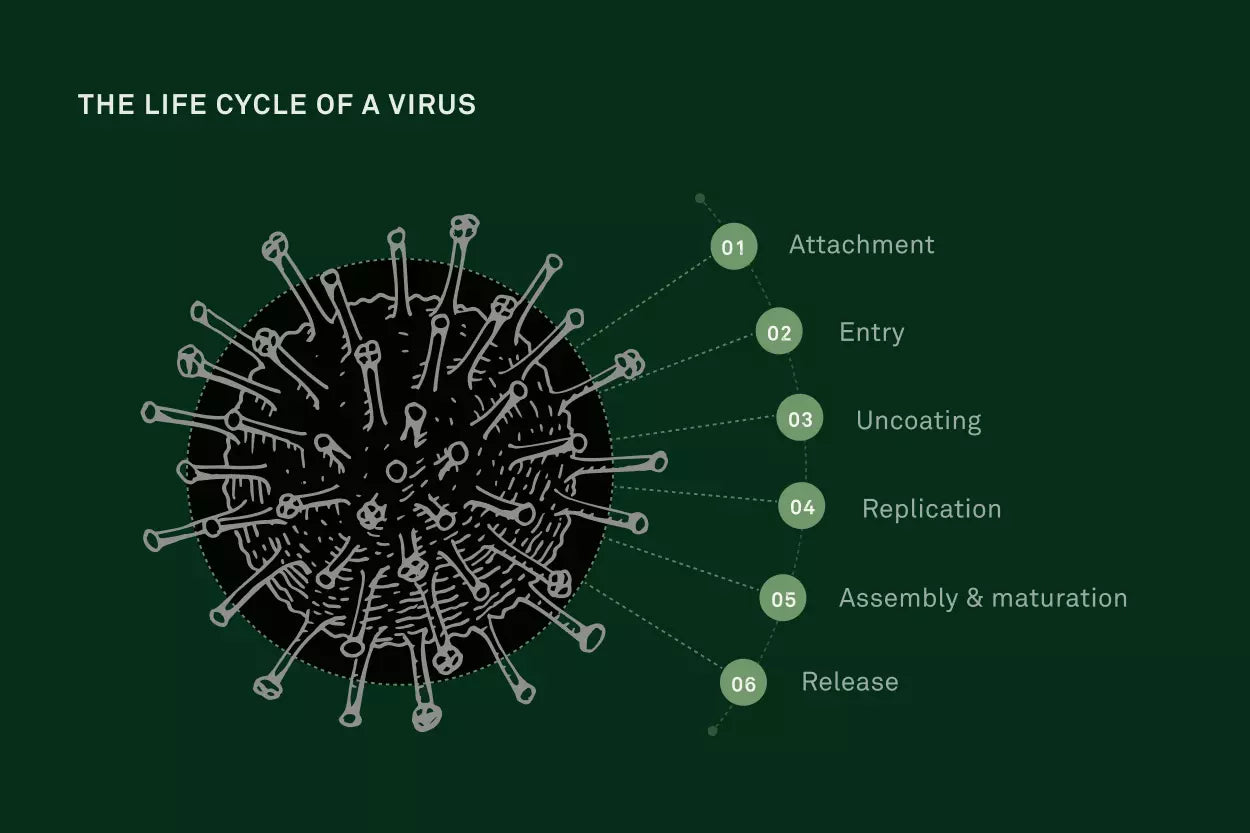 The life cycle of a virus