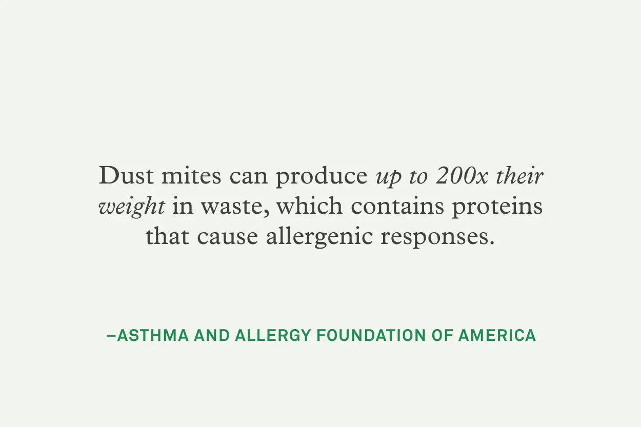 Dust mites can produce up to 200x their weight in waste, which contains proteins that cause allergenic responses.