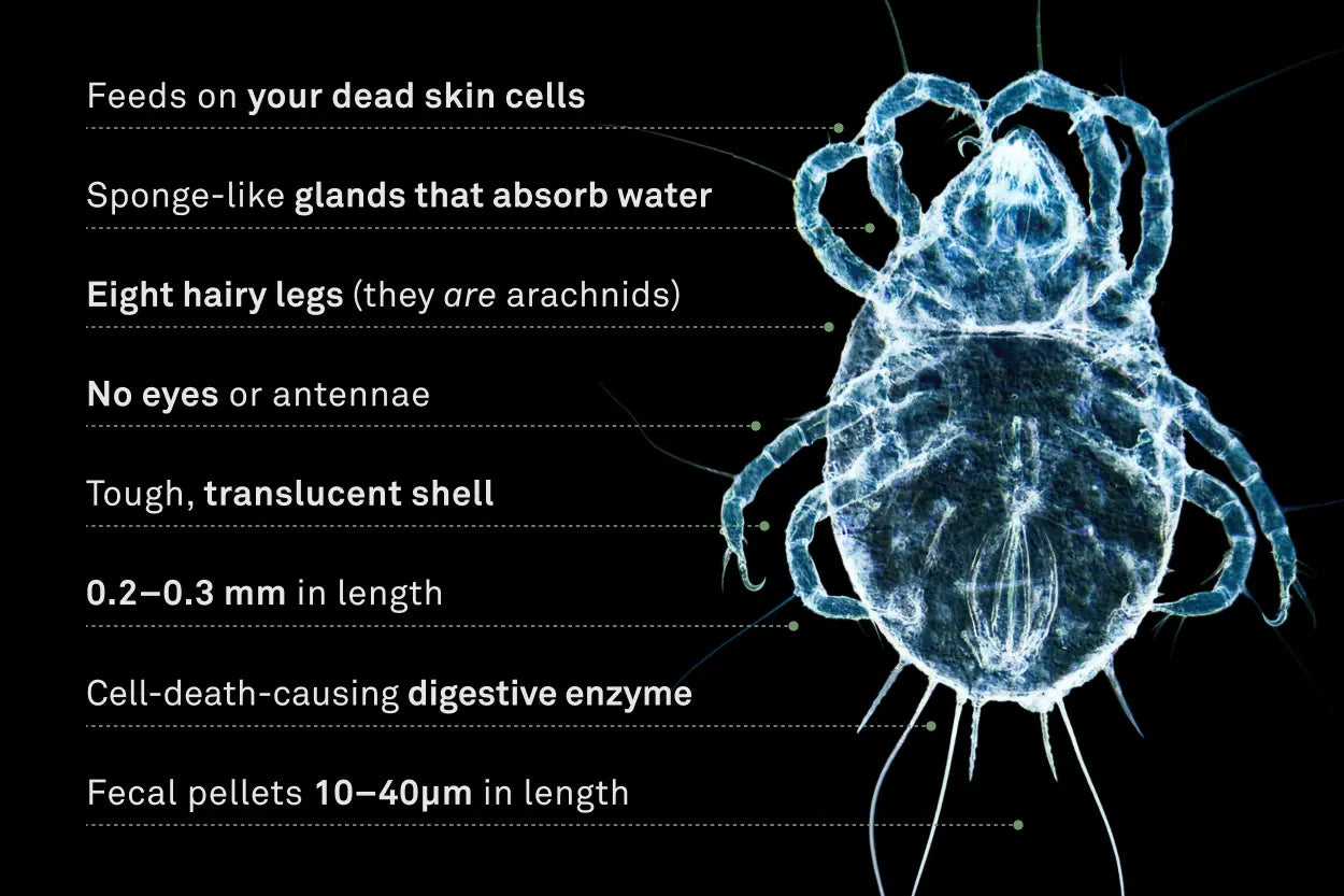 The Anatomy of a Dust Mite