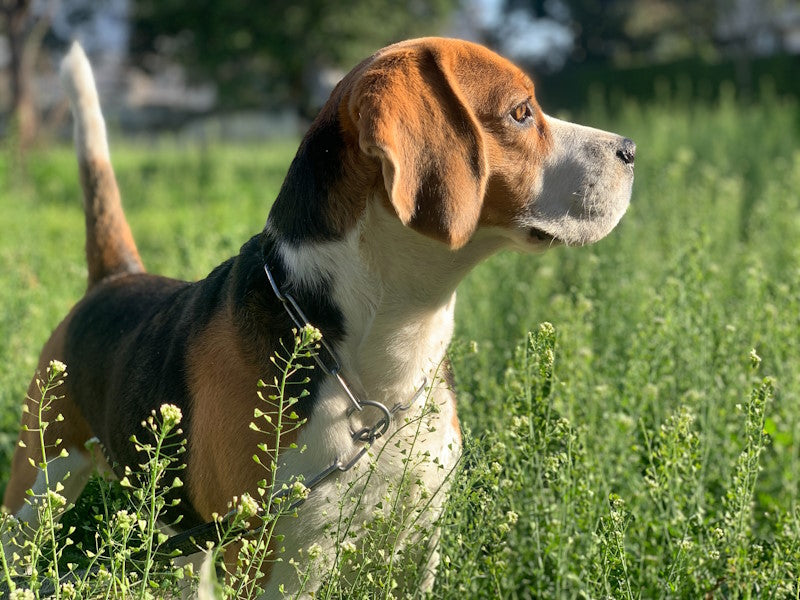 A beagle in the grass