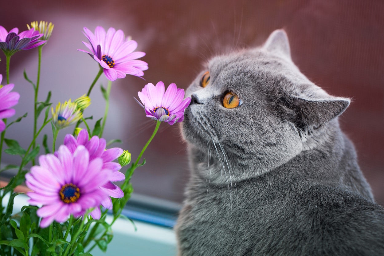 Gray cat sniffing pink flowers