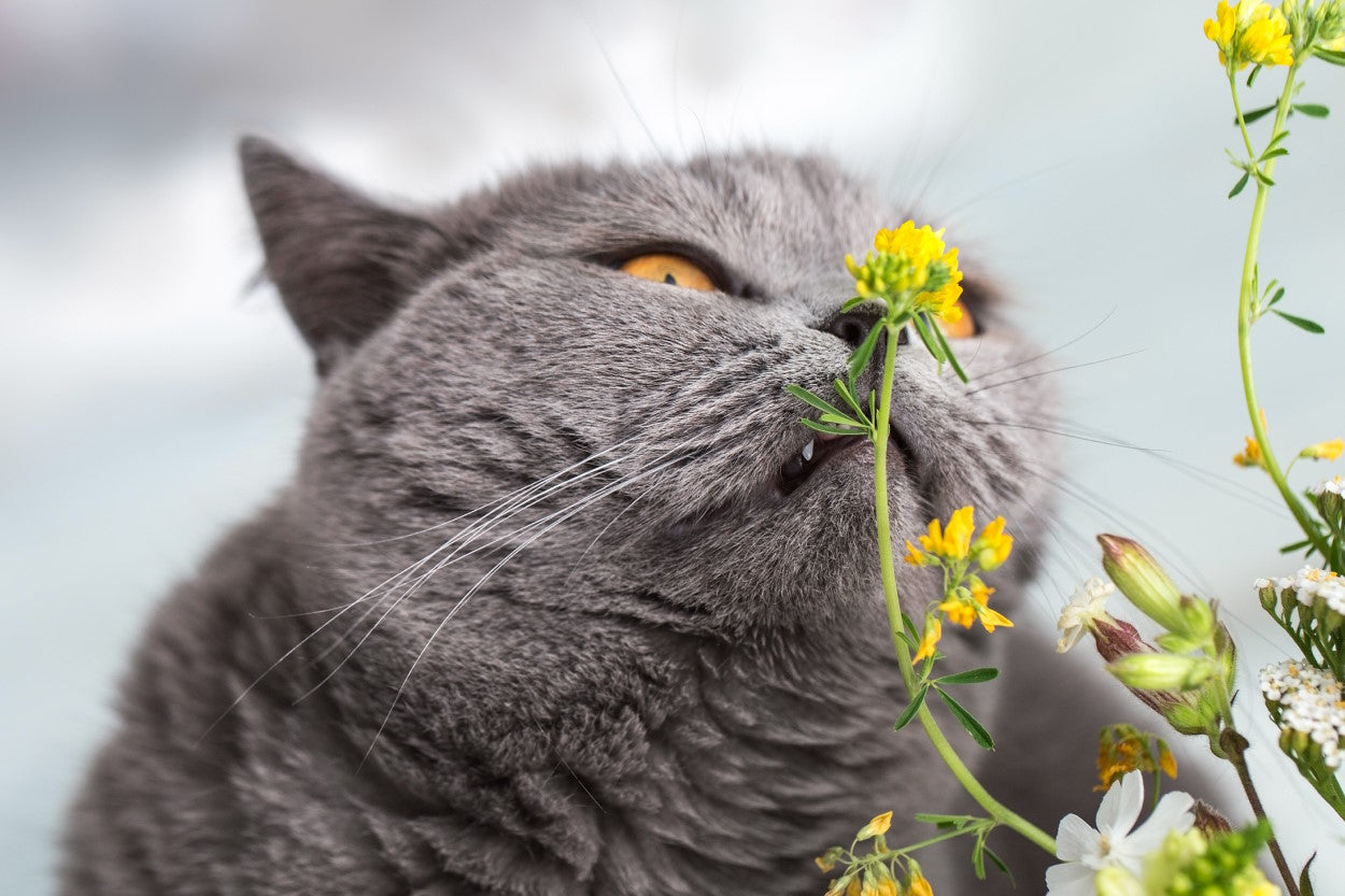 Gray cat sniffing a yellow flower