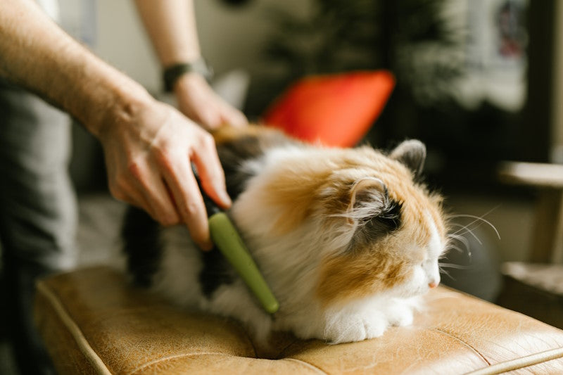 Cat being combed in a living room