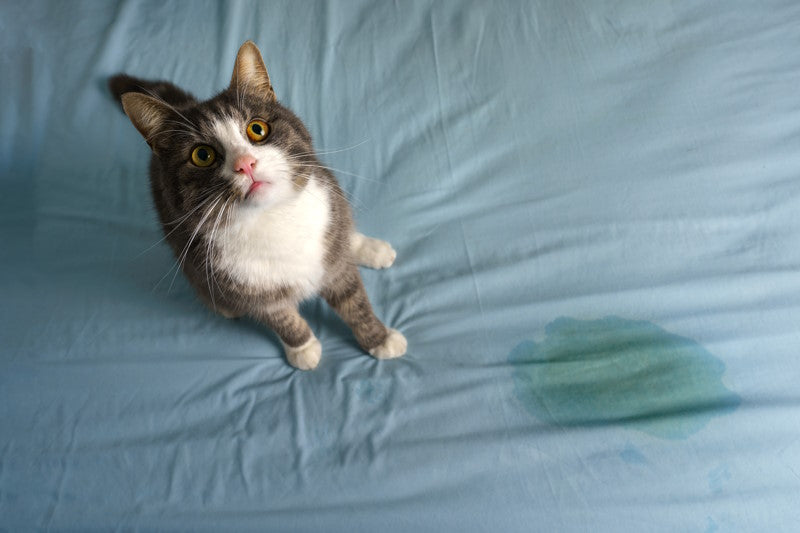 Cat sitting next to a urine stain on a bed
