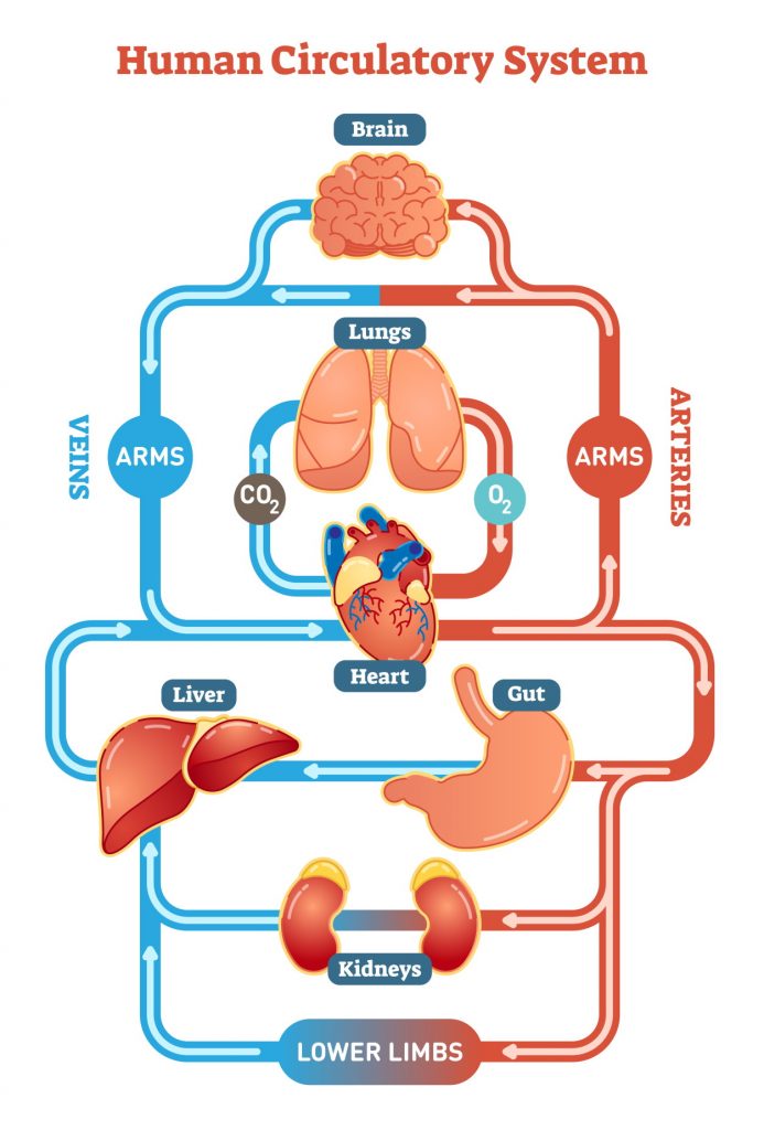 Diagram of human circulatory system