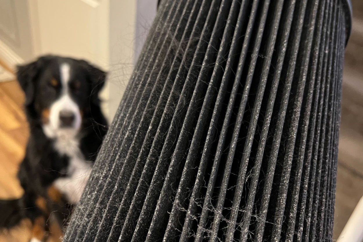 A Burmese Mountain Dog next to a filter full of her fur