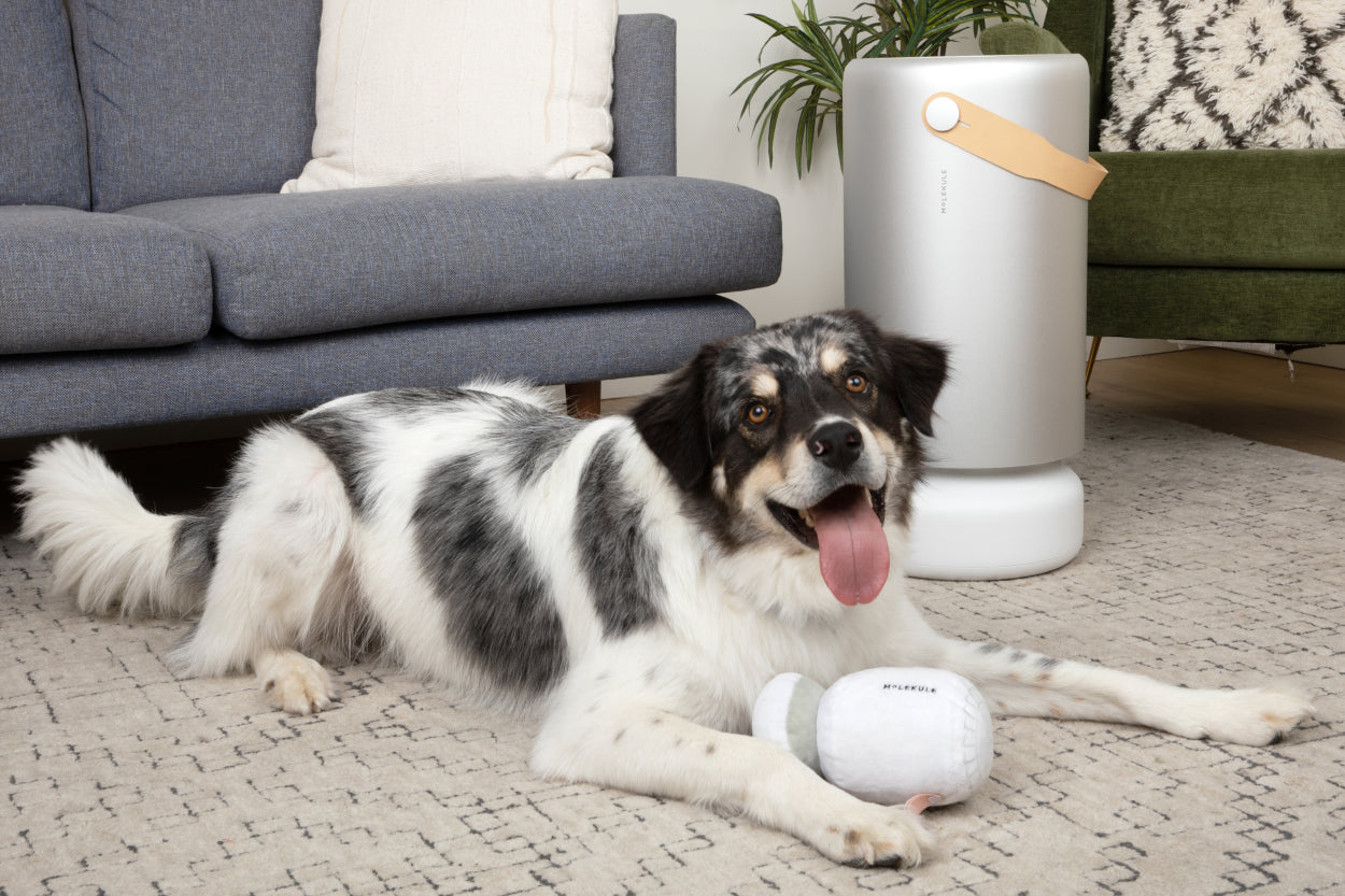 A happy pup with its Molekule squeaky toy rests near Air Pro