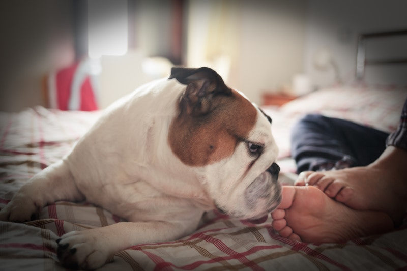 Bulldog sniffing a person's toes in bed