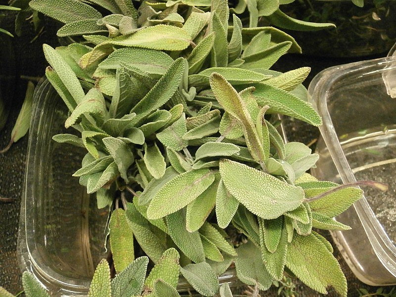 Fresh sage in an open plastic container