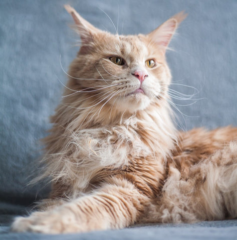 A Maine Coon cat