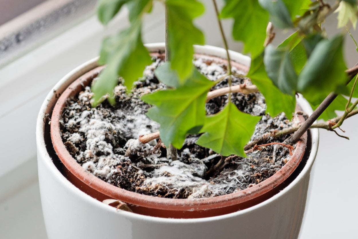 Indoor houseplant in moldy soil