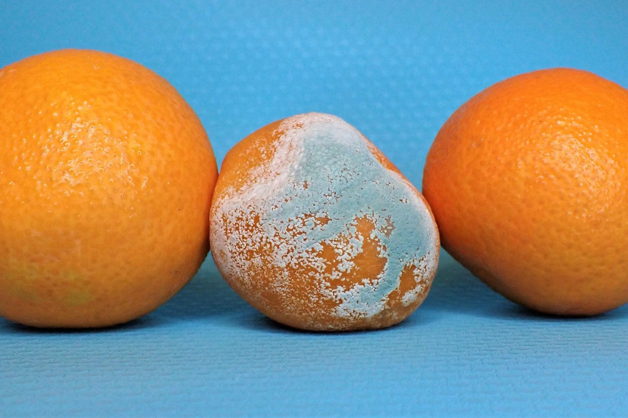 Moldy orange between two fresh oranges