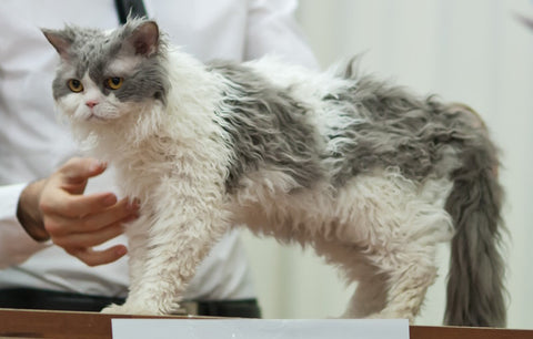 Selkirk Rex curly haired cat
