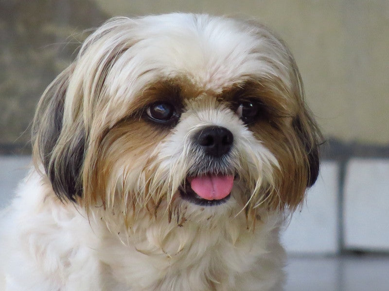 A Shi-tzu dog