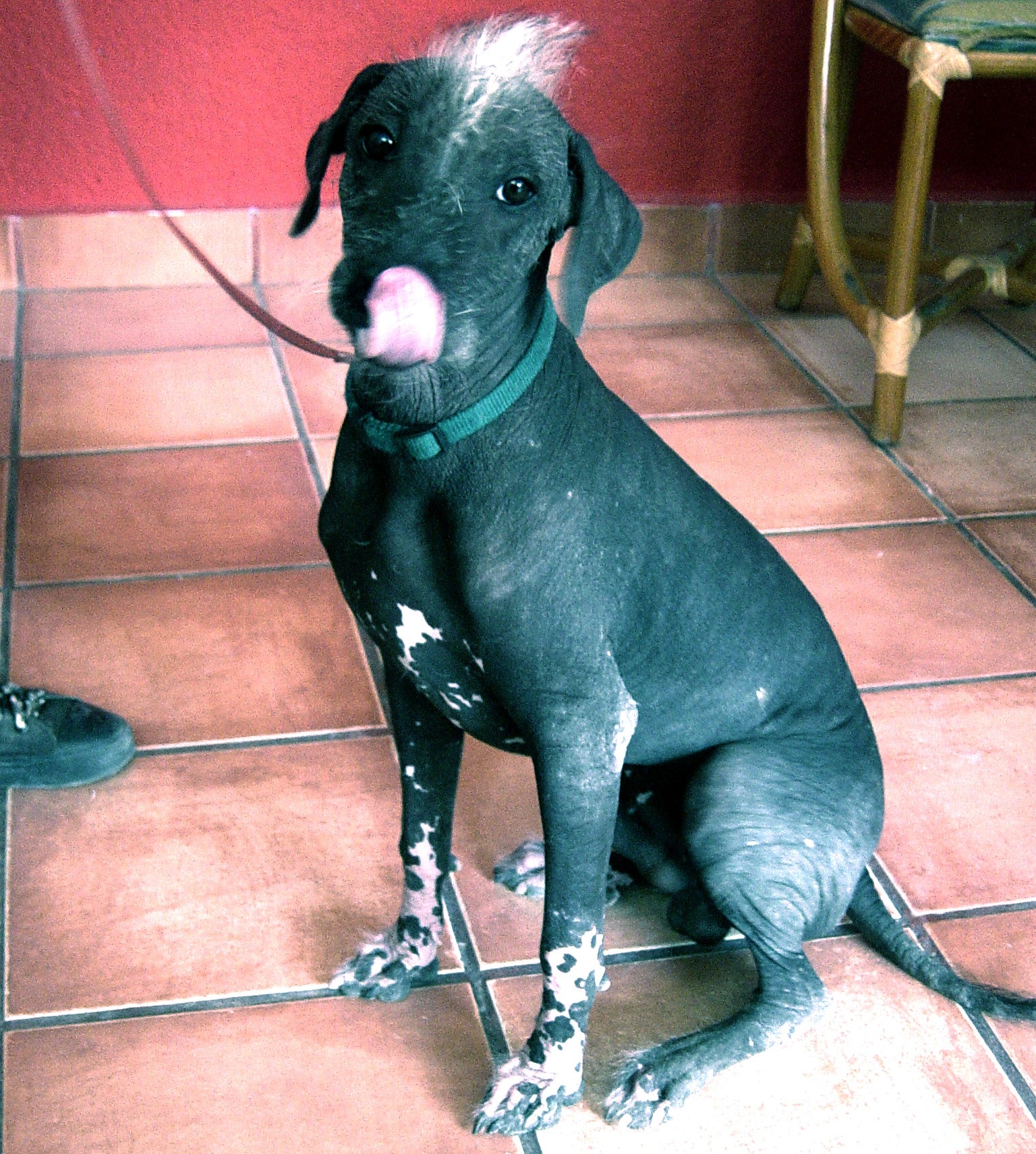 A Xoloitzcuintle dog with tuft of white hair and hairless skin