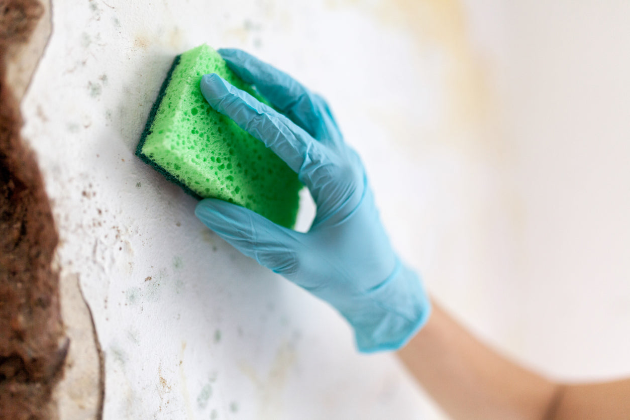 Gloved hand scrubbing a moldy wall with a sponge