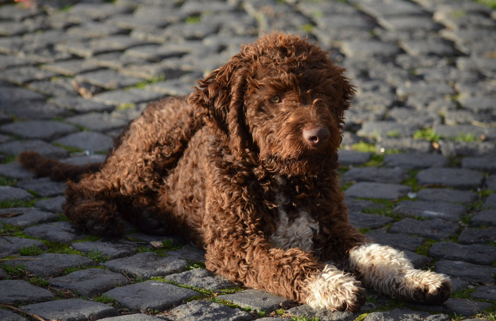 Spanish Water Dog