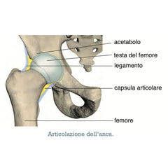 articolazione dell'anca