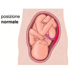 posizione normale del feto