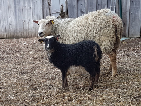 White mother sheep with her black lamb. Both are looking at the camera.