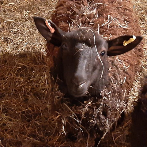 Photo of brown lamb looking up at camera.