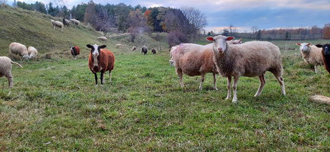 Sheep of various colors standing in a field of rolling hills, some close up and looking at the camera. It is late fall and the leaves left on the trees are a deep orange in the distance. 