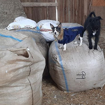 Our two dogs standing on giant bags of wool.